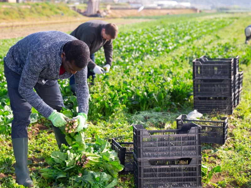 Farm Worker Jobs in Australia: Seasonal Visa Sponsorship